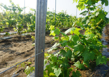 Strongest Design Vineyard Trellis Posts Anti Moisture Easy Installation