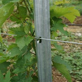 Power Coated Round / Square Metal Vineyard Trellis Posts Q195 / Q235Material