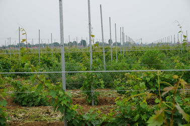 275G/M2 2.4M Height 1.5mm Metal Grape Vine Trellis For Orchard