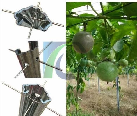 ऑर्कार्ड के लिए 275G / M2 2.4M ऊँचाई 1.5 मिमी धातु अंगूर बेल ट्रेलिस